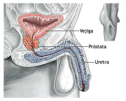 ¿Qué es la próstata?
